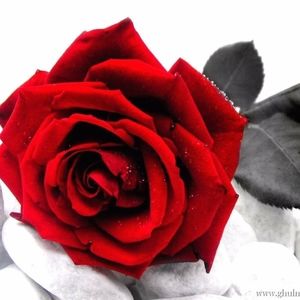 Meet your Posher, Rose